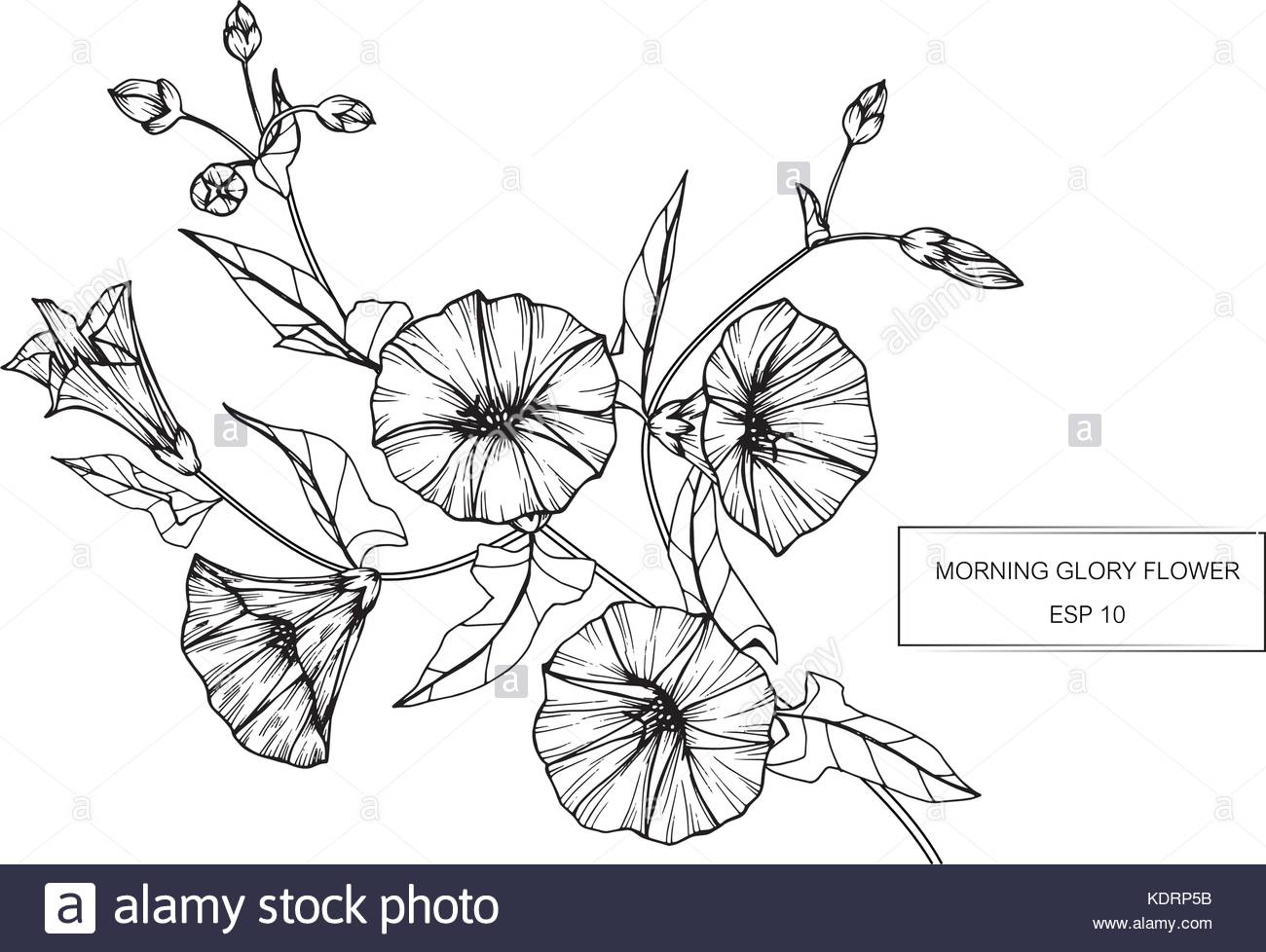 1300x978 Morning Glory Flower Drawing Stock Vector Art Amp Illustration