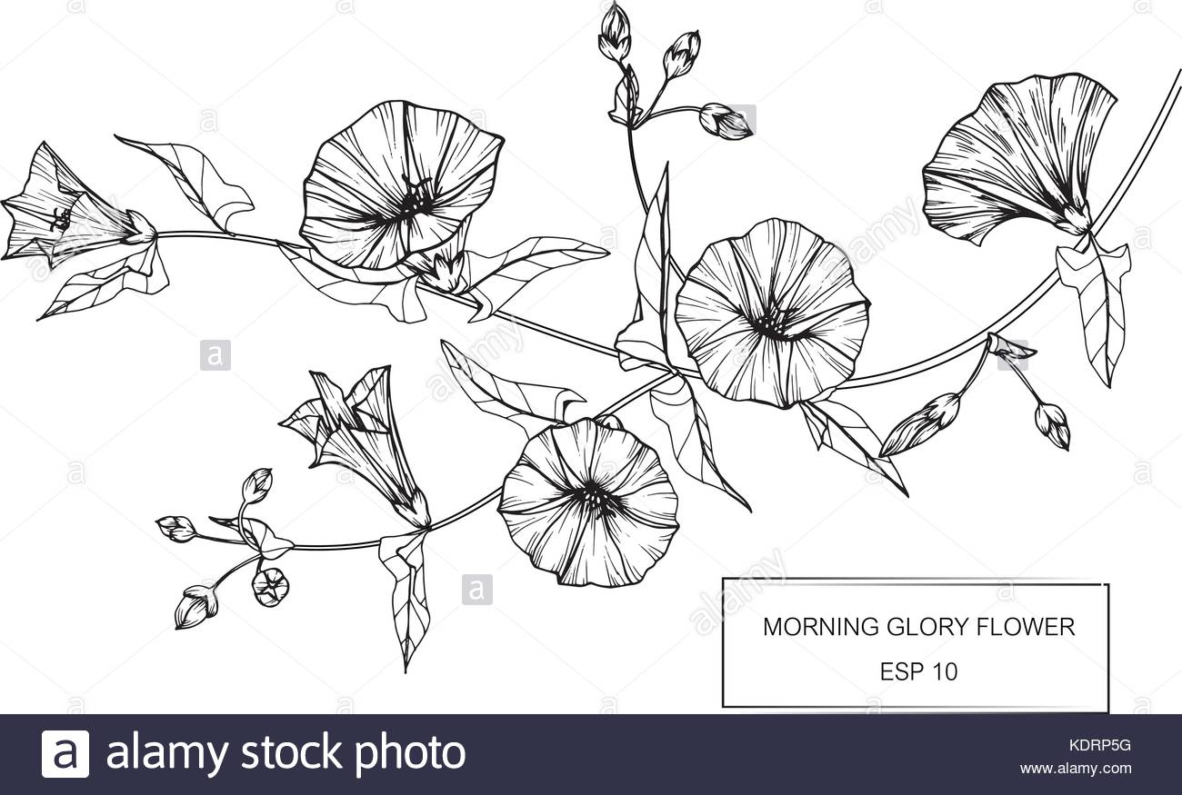 1300x875 Morning Glory Flower Drawing Illustration. Black And White