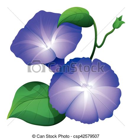 447x470 Morning Glory Flower In Purple Color Illustration Vector Clipart