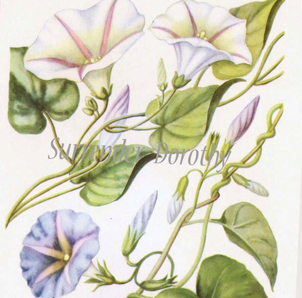 600x592 Tall Morning Glory Wild Potato Vine Flower Vintage Botanical