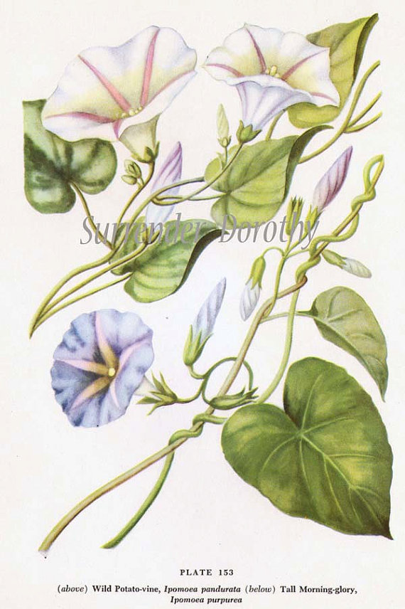 Morning Glory Vine Drawing at GetDrawings | Free download