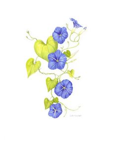 Morning Glory Vine Drawing at GetDrawings | Free download