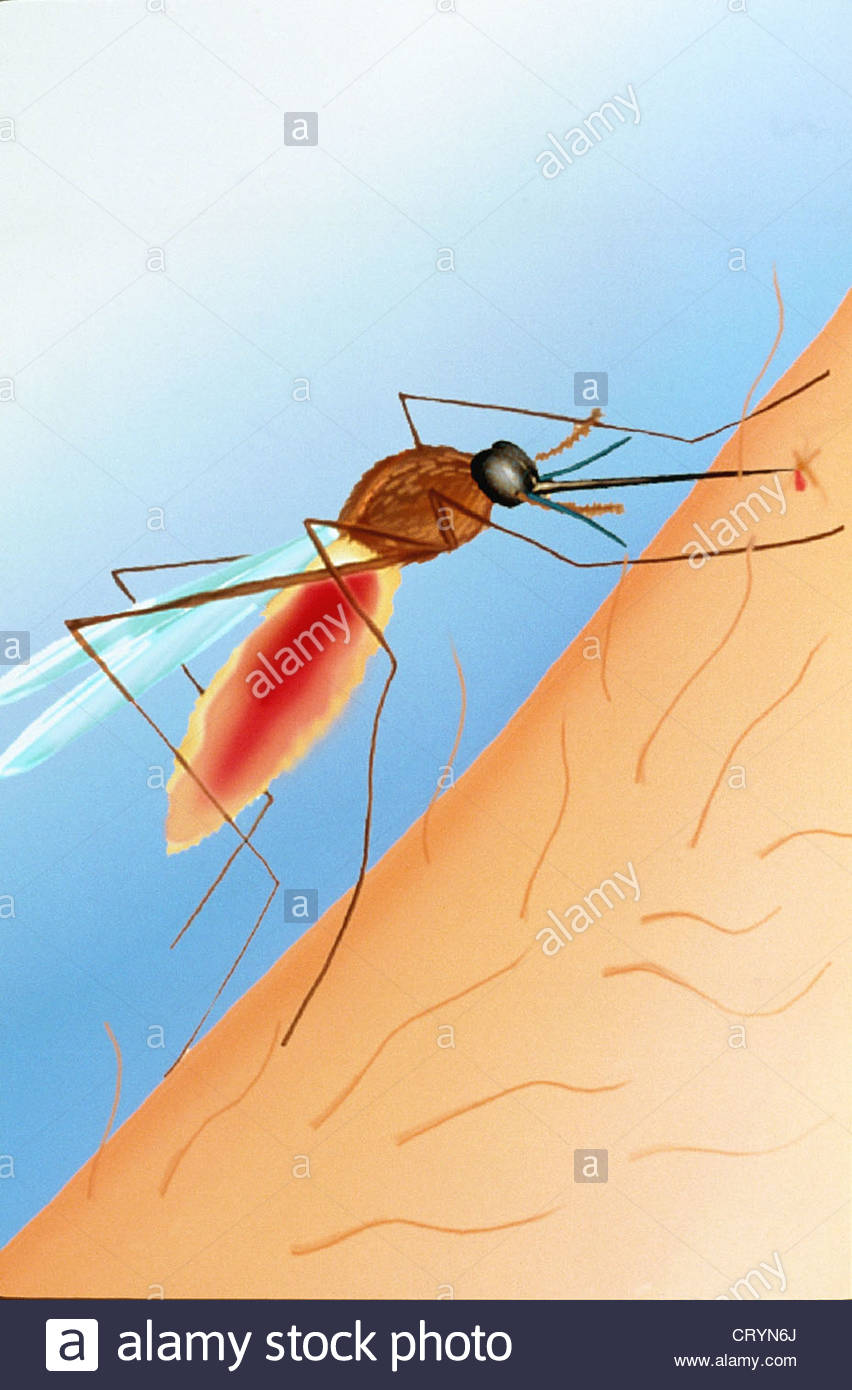 852x1390 Mosquito, Drawing Stock Photo 49167178