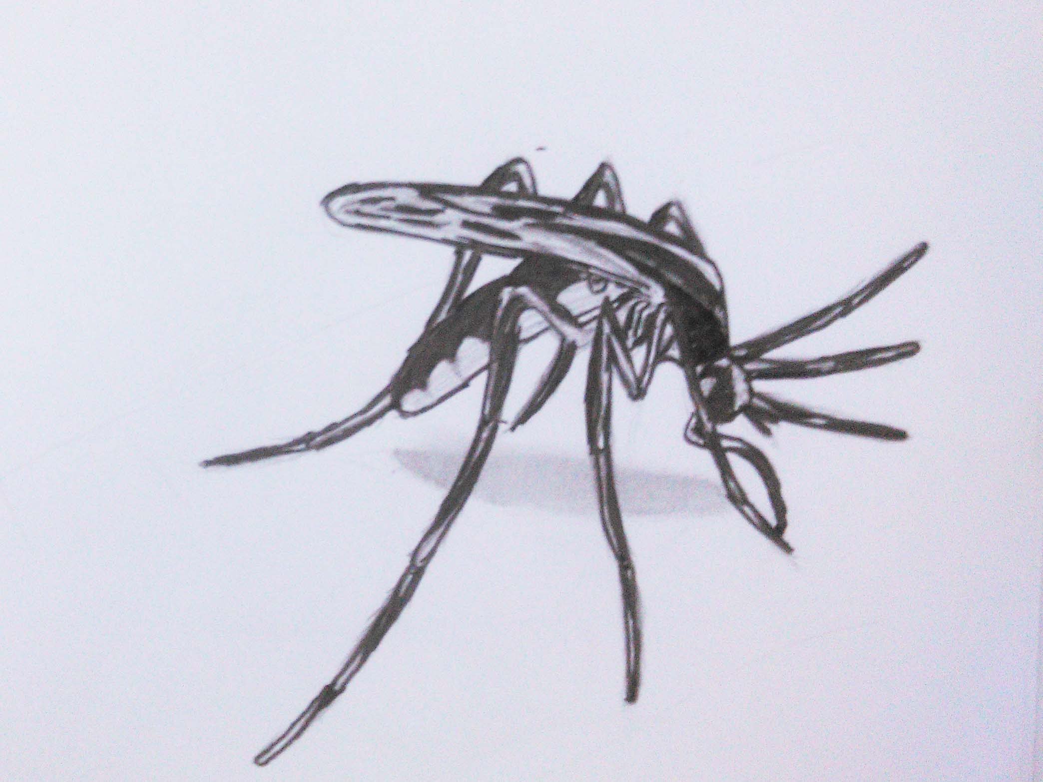 2088x1566 Speed 3d Drawing Mosquito Realistic