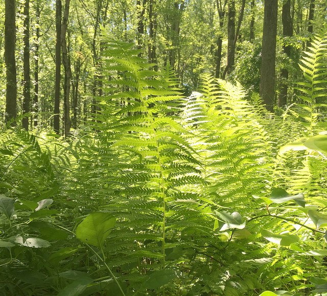 640x578 Learning To Draw Ferns And Moss