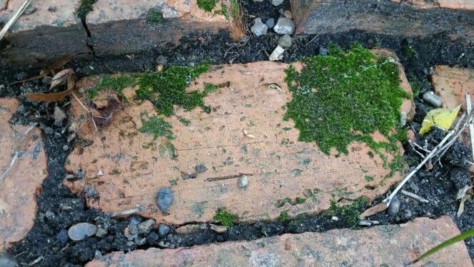 664x374 Moss Drawing A2 Art Draw