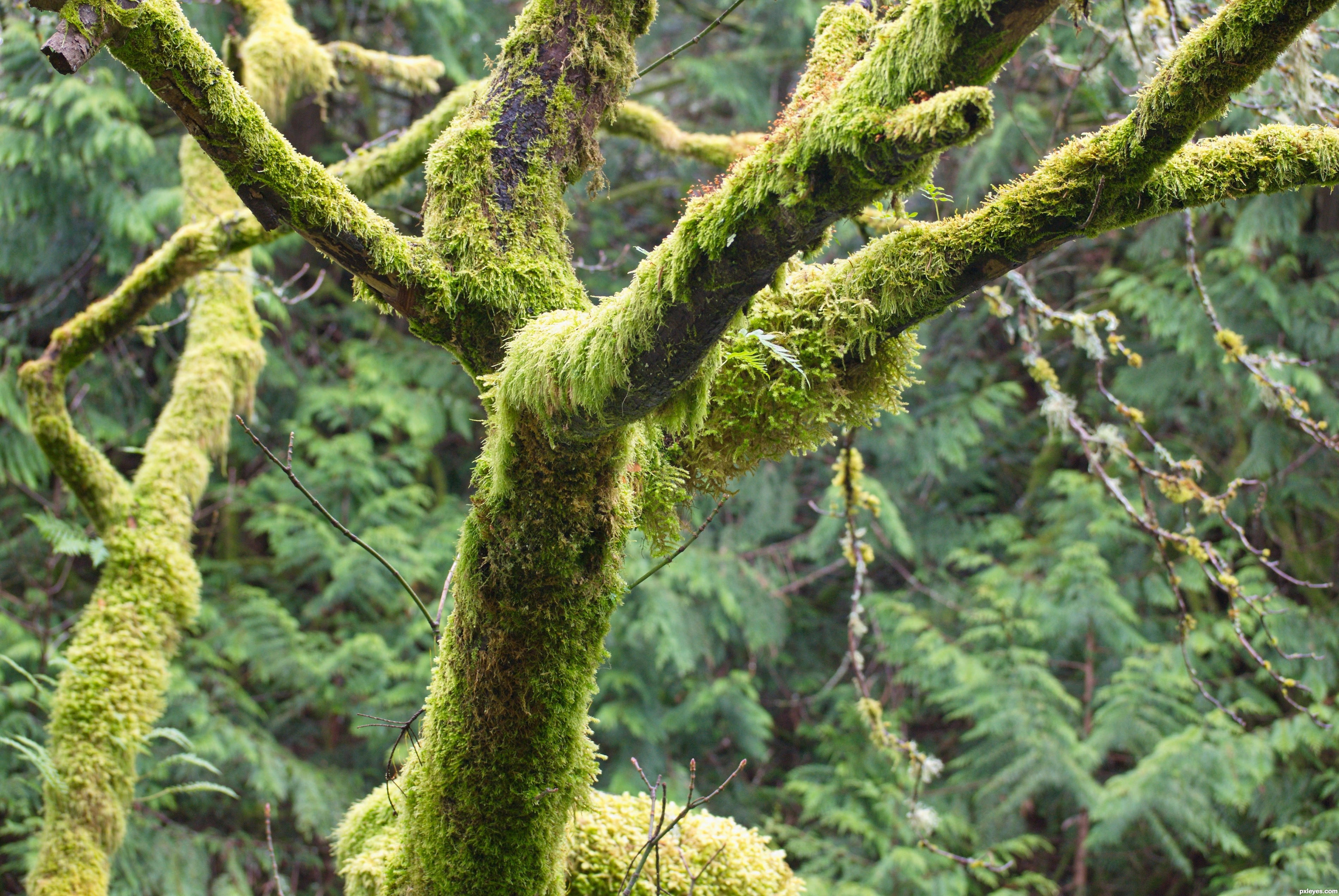 3797x2542 Tree Moss Picture, By Besea For Weeds 2 Photography Contest
