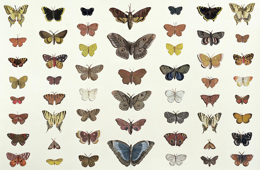 900x589 A Collage Of Butterflies And Moths Drawing By French School