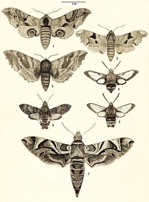 499x675 Afbeeldingsresultaat Voor Drawing Moth Sieraden