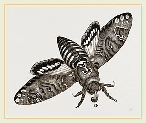 300x254 Deaths Head Hawk Moth Drawing By Litz Collection