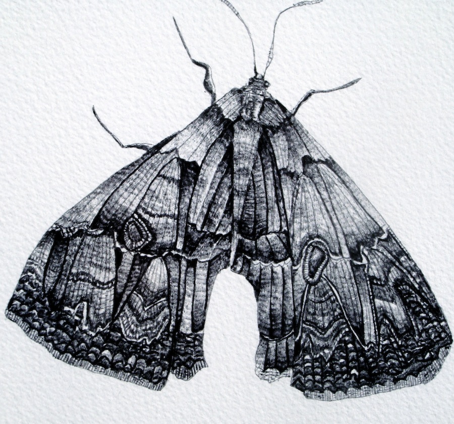 900x840 Detailed Moth Drawing