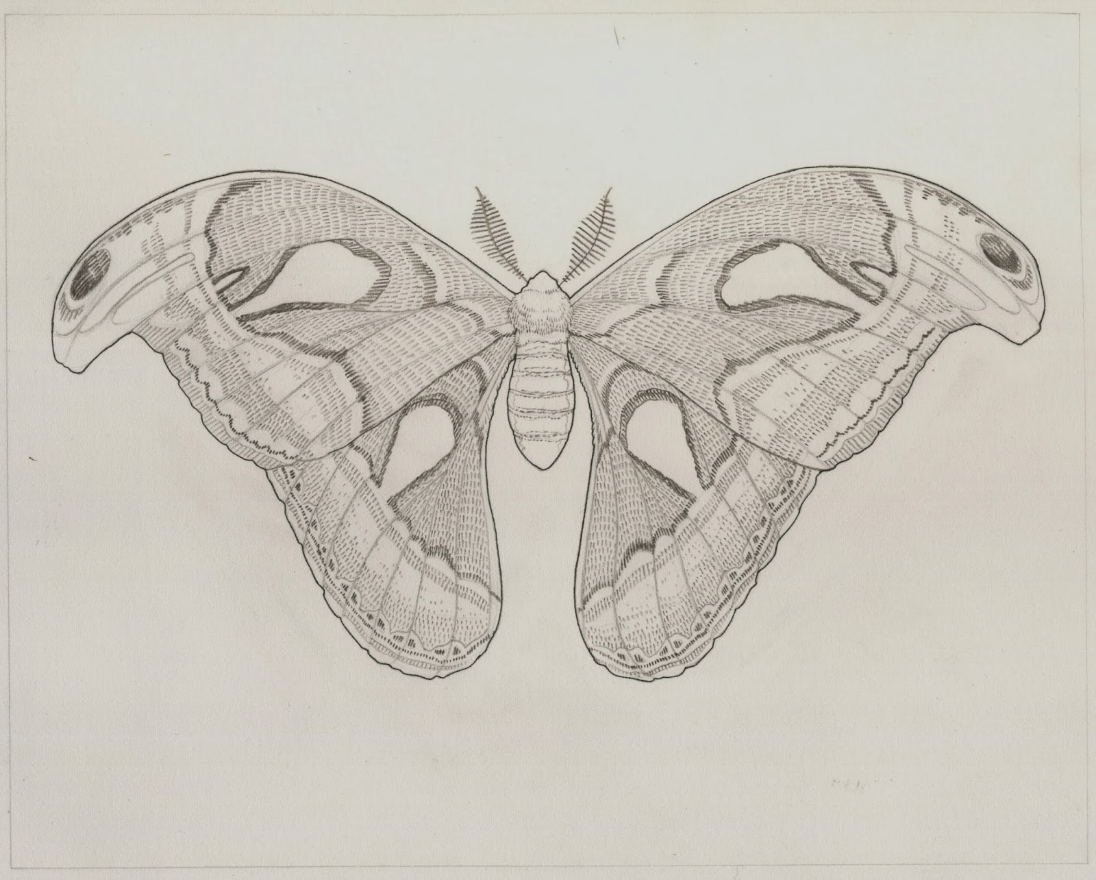 1600x1284 Meadow To Grove Moth Drawings