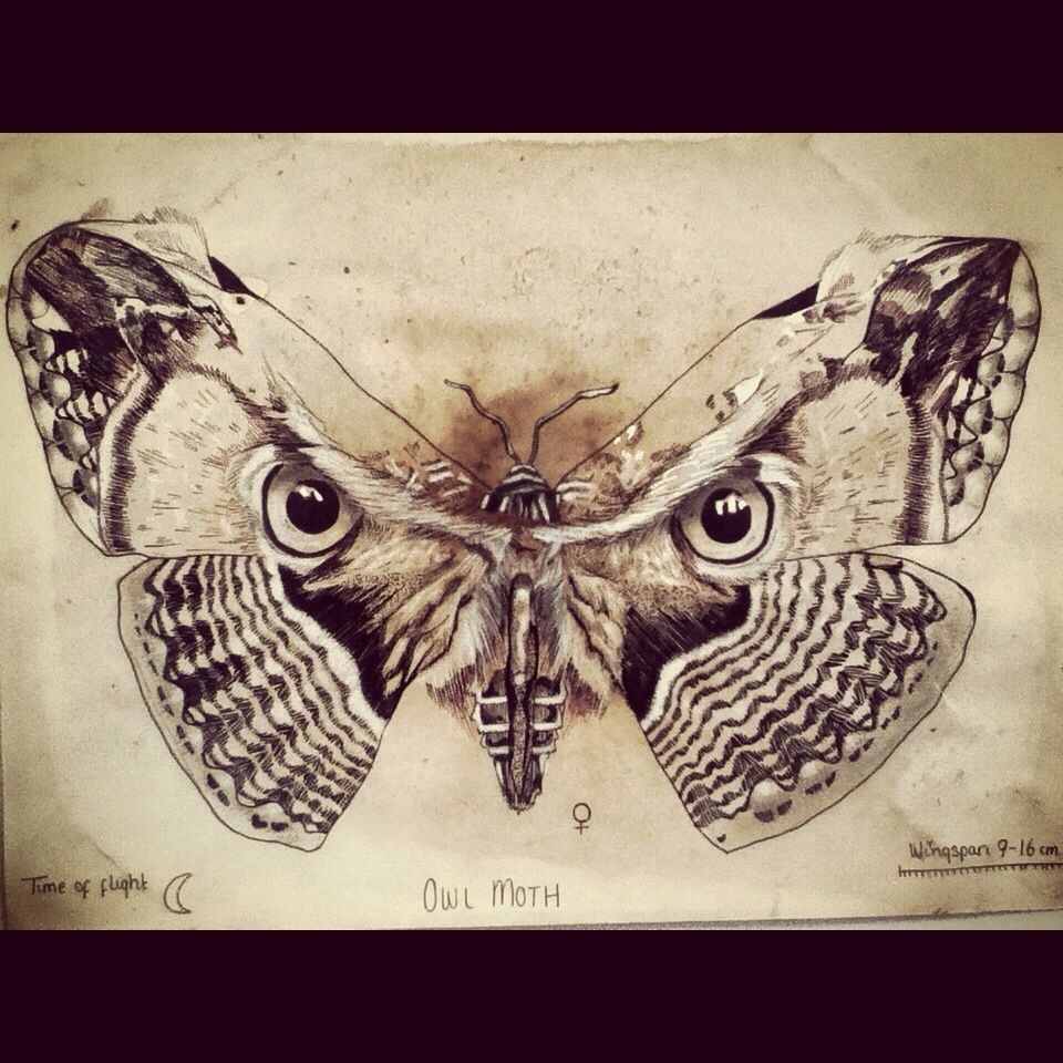 960x960 Owl Moth