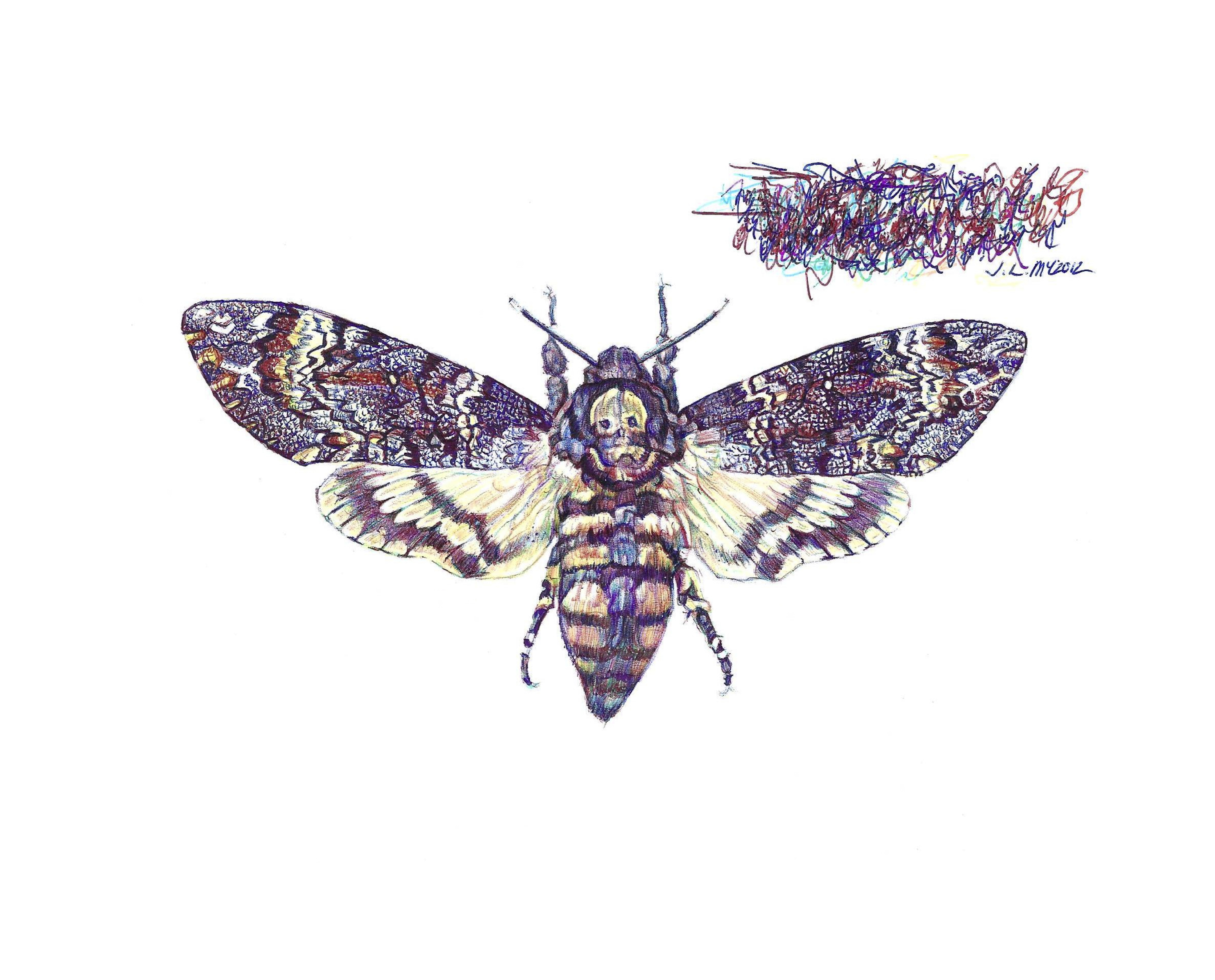 4615x3724 Moth Drawing