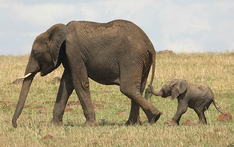 800x502 The 35 Cutest Baby Elephants You Will See Today