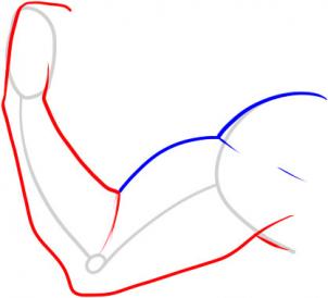 302x274 How To Draw A Muscle