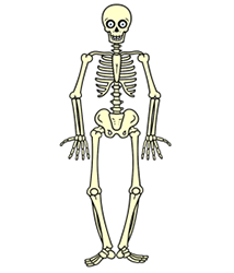 214x250 How To Draw A Skeleton Halloween Decorations