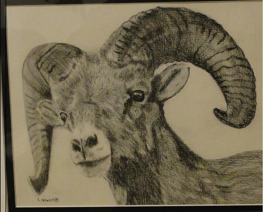 900x720 Mountain Goat Drawing By Shaunna Newell