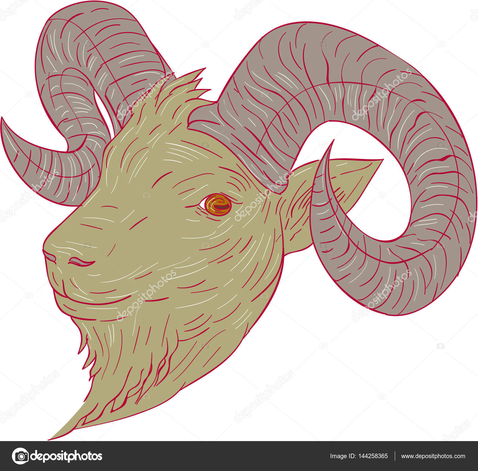 1600x1574 Mountain Goat Ram Head Drawing Stock Vector Patrimonio