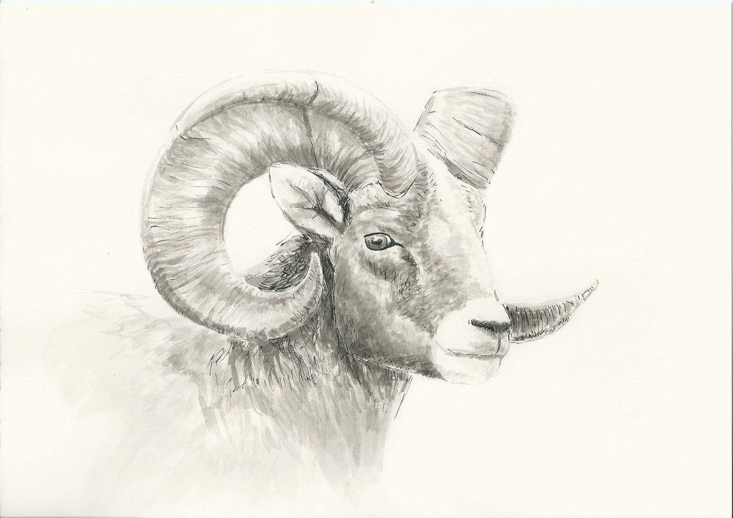 1063x752 Mountain Goat By Emily Ek