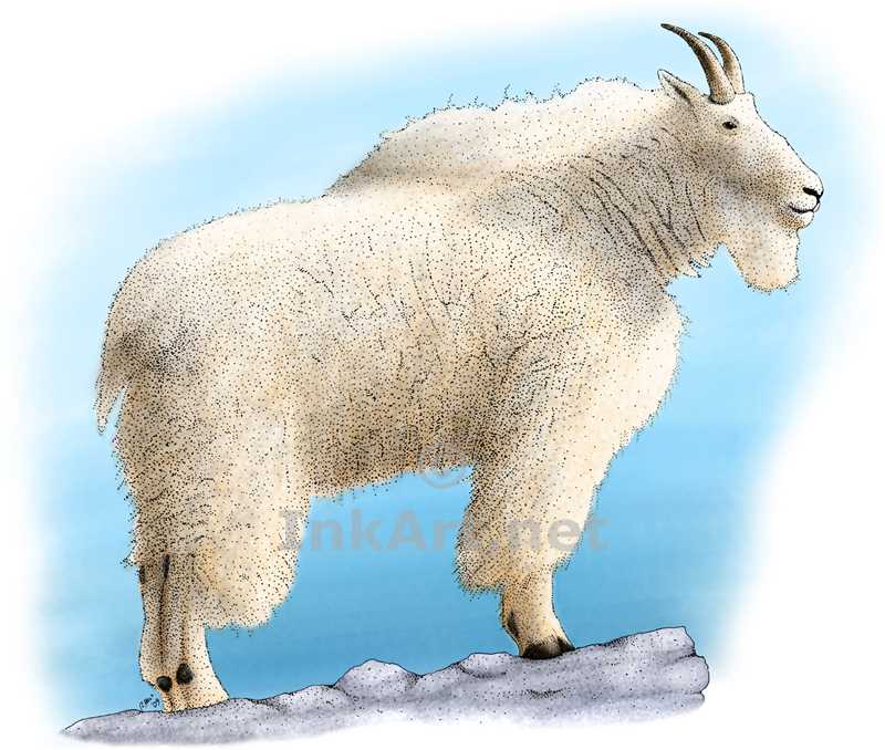 800x678 Rocky Mountain Goat Stock Art Illustration