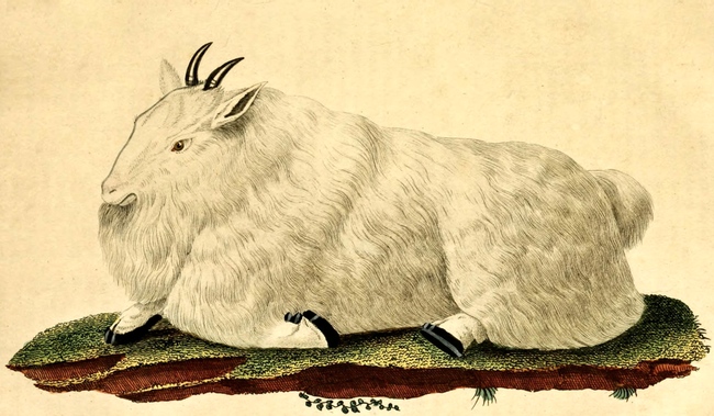 650x379 White Mountain Goat Drawing From 1822