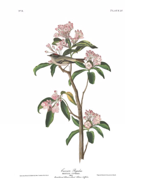 Mountain Laurel Drawing at GetDrawings | Free download