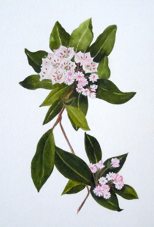 610x900 Mountain Laurel Painting By Jean Blackmer