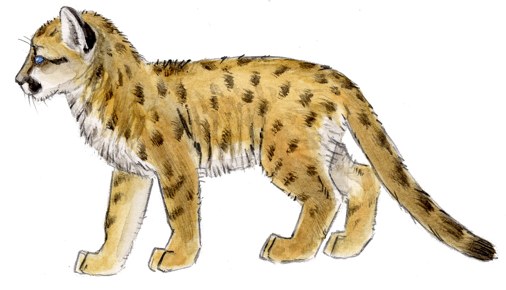 1645x944 Mountain Lion Cub