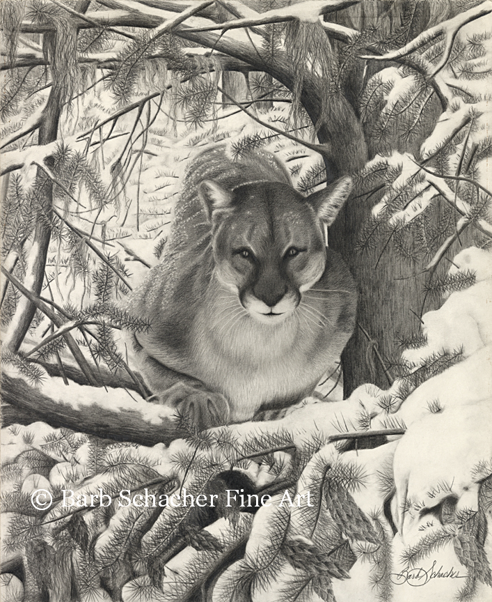 707x864 Mountain Lion Pencil Drawing Print