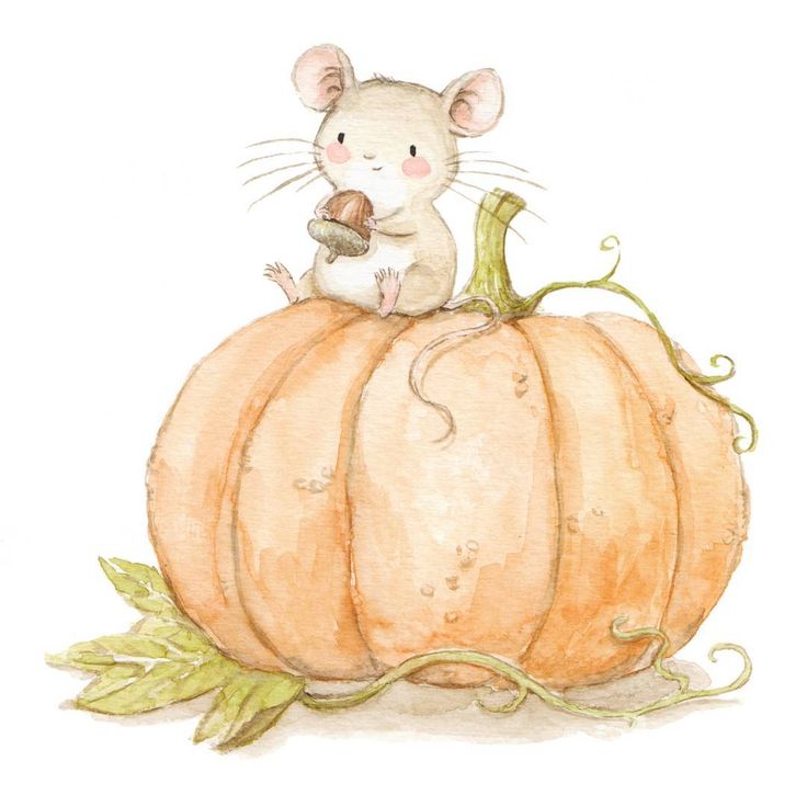 736x735 399 Best Animals Rabbit,mousse,squirell Images