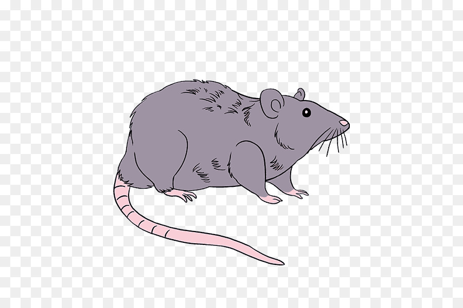 900x600 Rodent Mouse Drawing Brown Rat Black Rat