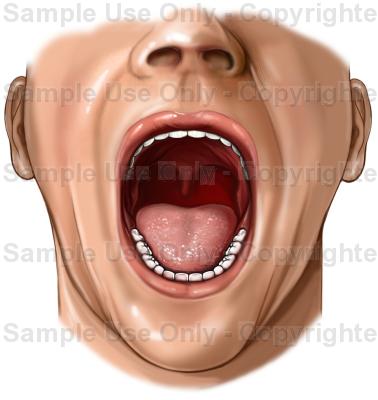 378x400 Open Mouth Anatomy