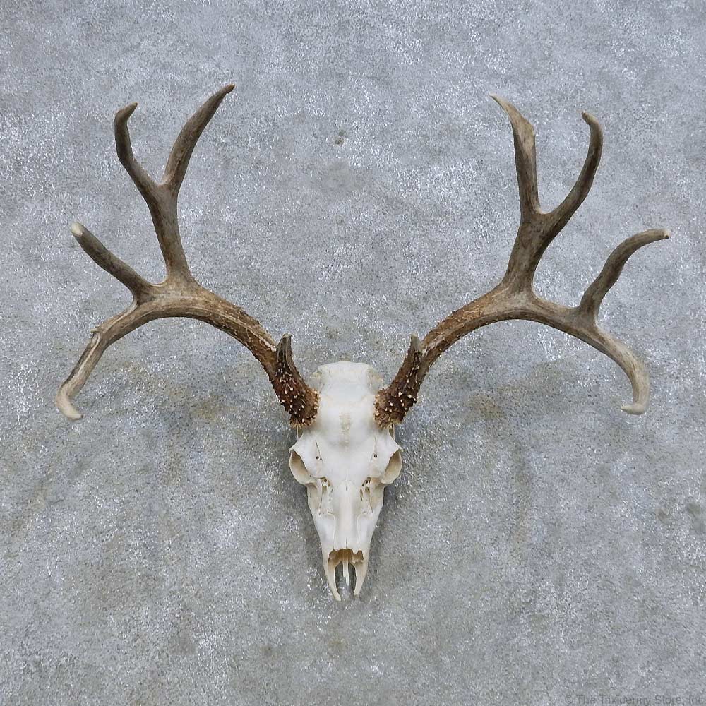 Mule Deer Skull Drawing at GetDrawings | Free download