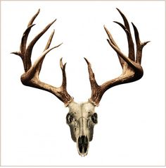 236x238 Whitetail Deer Skull Drawings