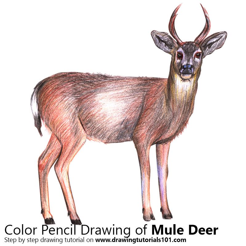 800x800 Mule Deer With Color Pencils [Time Lapse] Drawing Tutorials