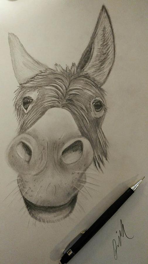 506x900 Mule Face Drawing By Rebecca Mcvaigh