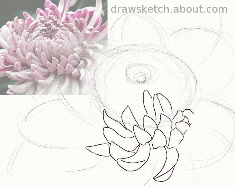 819x655 Anyone Can Draw A Beautiful Chrysanthemum Chrysanthemums
