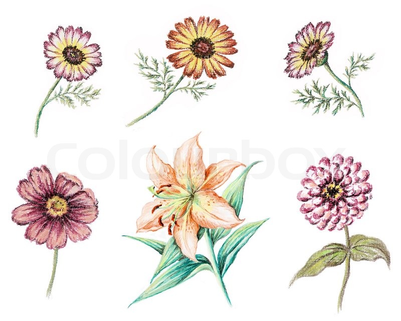 800x641 Buy Stock Photos Of Chrysanthemum Colourbox
