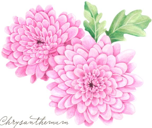 575x485 How To Draw Chrysanthemums Step By Step