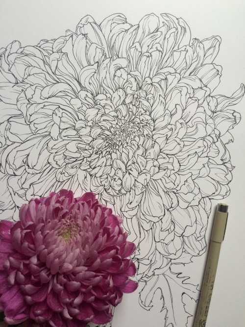 500x667 Blowing Up This Mum Flower