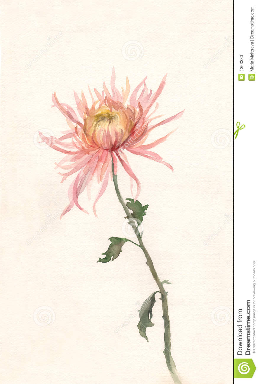 879x1300 Watercolor Paintings Of Chrysanthemums The Hand Drawn Watercolor