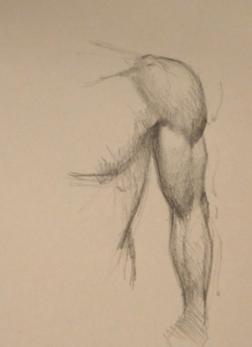 500x689 Draw Arm Muscles Front View
