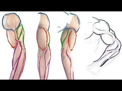 480x360 How To Draw The Muscles Of The Arm (Simple Anatomy Tutorial)