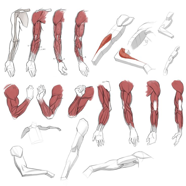 Muscle Arm Drawing at GetDrawings | Free download