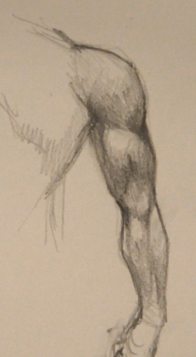 400x727 Draw Arm Muscles Back View