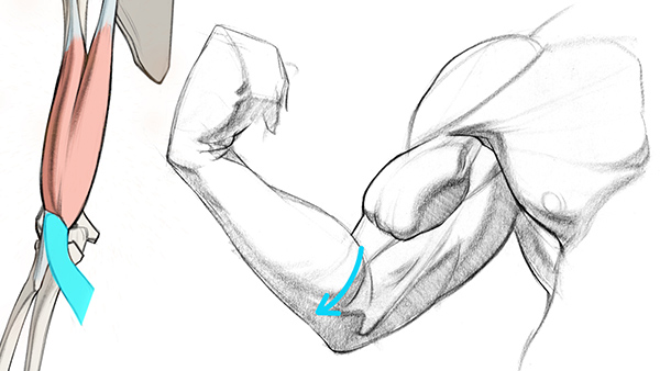 600x338 How To Draw Biceps Upper Arm Anatomy For Artists Proko