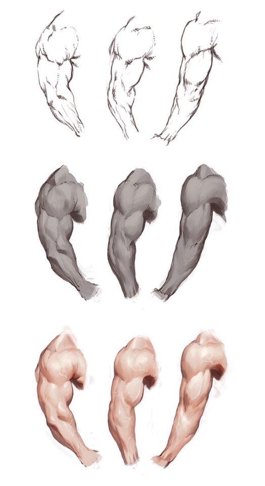 524x960 Muscles How To Draw . Muscles, Anatomy And Draw