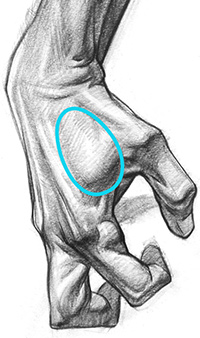 200x338 How To Draw Hands Muscle Anatomy Of The Hand Proko