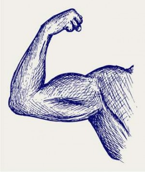300x355 How To Draw Muscles A Brief Overview